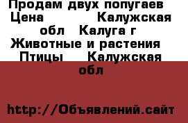 Продам двух попугаев › Цена ­ 1 400 - Калужская обл., Калуга г. Животные и растения » Птицы   . Калужская обл.